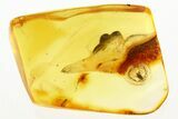 Fossil Beetle (Ptinidae) in Baltic Amber #288627-1